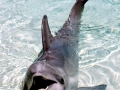Bottlenose Dolphin