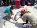 Bottlenose Dolphin