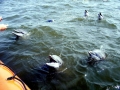 Bottlenose Dolphin