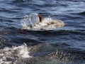 Bottlenose Dolphin