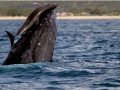 Bottlenose Dolphin