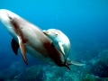 Bottlenose Dolphin