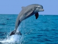 Bottlenose Dolphin