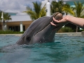 Bottlenose Dolphin