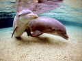 Bottlenose Dolphin