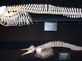 Bottlenose Dolphin
