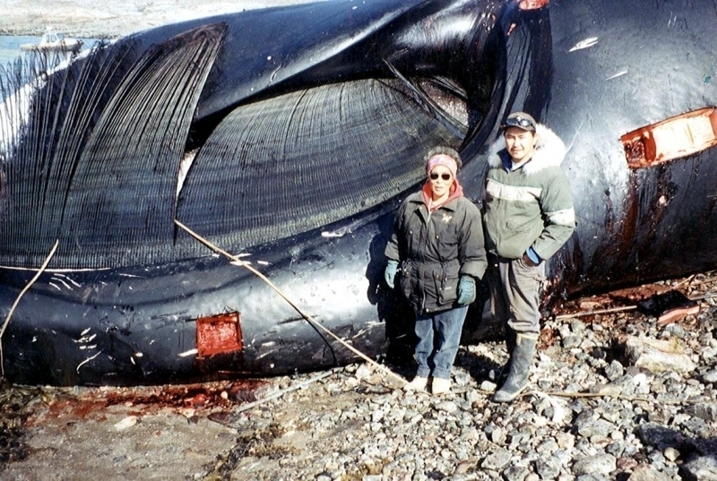 Bowhead Whale