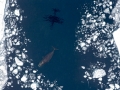 Bowhead Whale