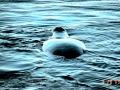 Bowhead Whale