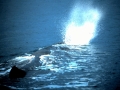 Bowhead Whale