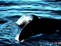 Bowhead Whale