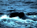 Bowhead Whale