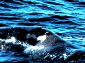 Bowhead Whale