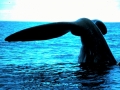 Bowhead Whale