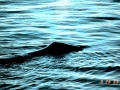 Bowhead Whale