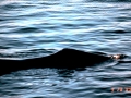 Bowhead Whale