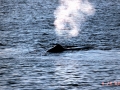 Bowhead Whale