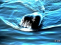 Bowhead Whale