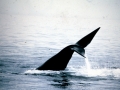Bowhead Whale