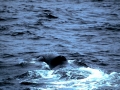 Bowhead Whale