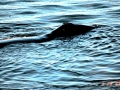 Bowhead Whale