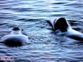 Bowhead Whale