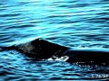 Bowhead Whale