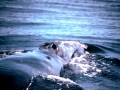 Bowhead Whale