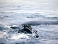 Bowhead Whale