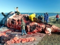 Bowhead Whale