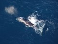 Bowhead Whale