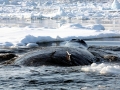Bowhead Whale
