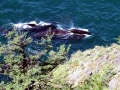 Bowhead Whale