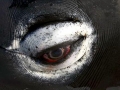 Bowhead Whale