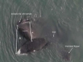 Bowhead Whale