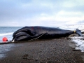 Bowhead Whale