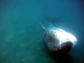 Bowhead Whale