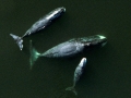 Bowhead Whale