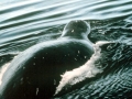 Bowhead Whale