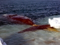 Bowhead Whale