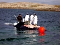 Bowhead Whale