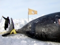 Bowhead Whale