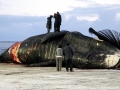 Bowhead Whale