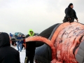 Bowhead Whale