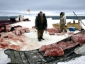 Bowhead Whale