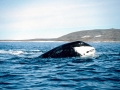 Bowhead Whale
