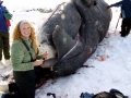 Bowhead Whale