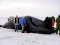 Bowhead Whale
