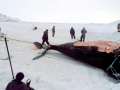 Bowhead Whale