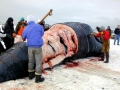 Bowhead Whale